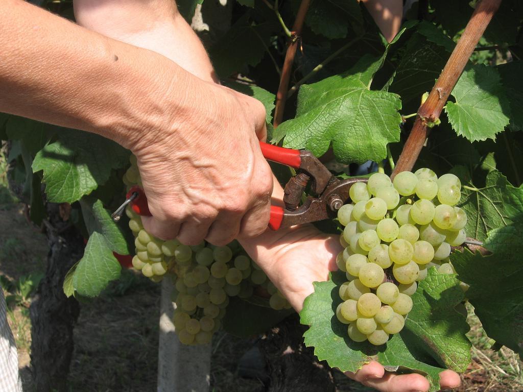 Agriturismo Cascina Tollu San Giacomo  Eksteriør billede